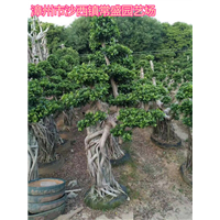 漳州小叶榕批发漳州小叶榕批发