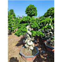 漳州小叶榕批发漳州小叶榕批发商漳州小叶榕批发