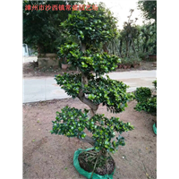 福建造型小叶榕桩头