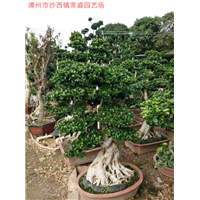 漳州小叶榕基地-漳州小叶榕批发\漳州小叶榕基地 