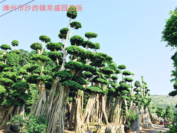 福建小叶榕造型树漳州提跟榕树桩头漳州原叶造型榕树桩头