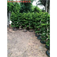 漳州小叶榕供应漳州小叶榕供应商漳州小叶榕供应