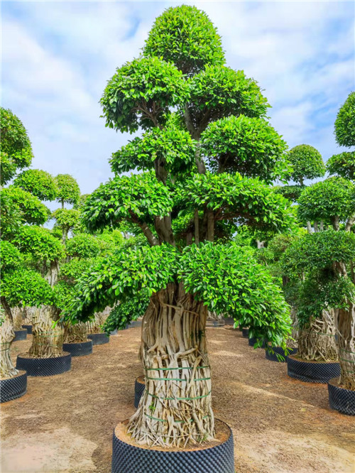 漳州小叶榕供应