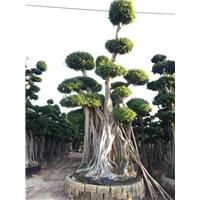 漳州小叶榕#福建小叶榕