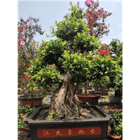 福建小叶榕