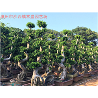福建原叶造型榕树桩头//福建小叶榕景观树//福建小叶榕绿化树 