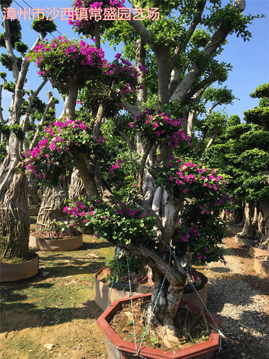 漳州造型三角梅漳州三角梅绿化树