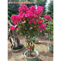 福建造型三角梅福建三角梅绿化树福建三角梅桩柱