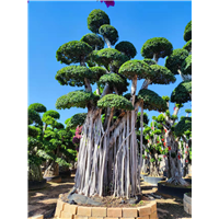 漳州造型小叶榕桩景