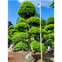 福建小叶榕基地