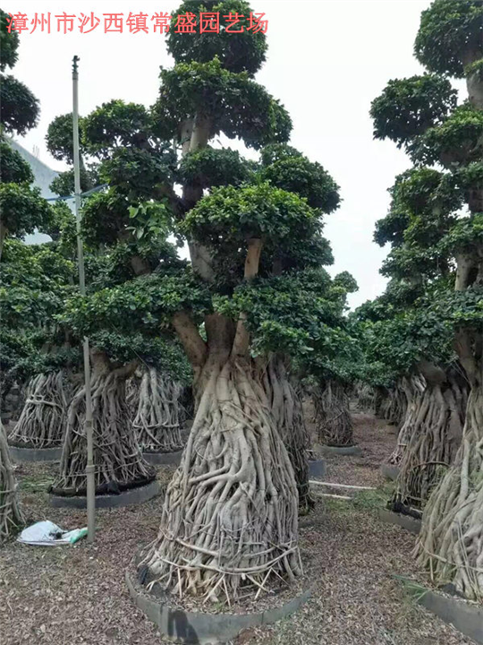 福建小叶榕批发商-漳州小叶榕供应商福建小叶榕批发商