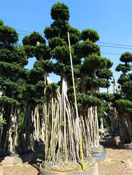 福建小叶榕漳州小叶榕
