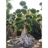 漳州小叶榕#福建小叶榕