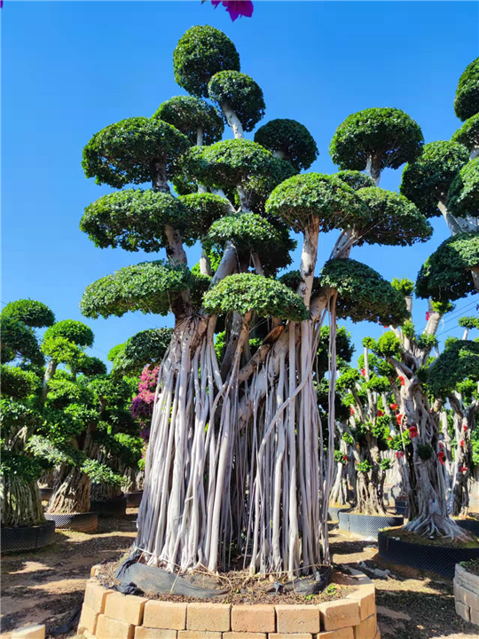 漳州造型小叶榕桩景
