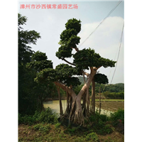 福建榕树盆景批发基地福建榕树盆景批发基地榕树盆景批发基地