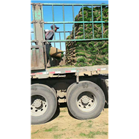 草坪装车_优质草坪_长春草坪