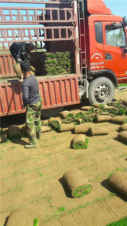 铁岭草坪装车_优质草坪_长春草坪 
