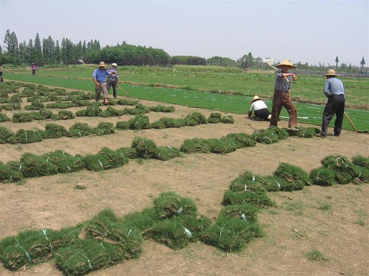 辽宁铁岭草坪-草皮6