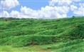 铁岭草坪