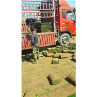 铁岭草坪装车_优质草坪_长春草坪 