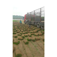 辽宁草坪装车_优质草坪_长春草坪 