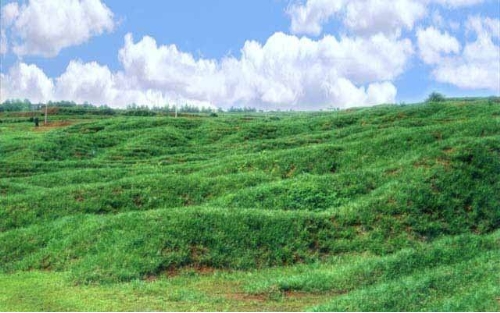 铁岭草坪