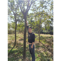 九江别墅观赏用无患子成品苗哪家存活率高