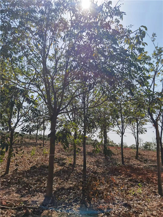 九江植树造林用无患子一株多少钱