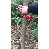九江植树造林用无患子多少钱一株