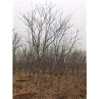 九江工程苗木用无患子多少钱一株