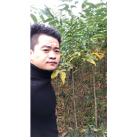 九江工程绿化用无患子基地哪家价格实惠点
