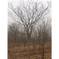 九江工程绿化用无患子基地哪家质量好点