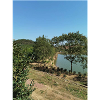 九江市政苗木用无患子哪个基地好