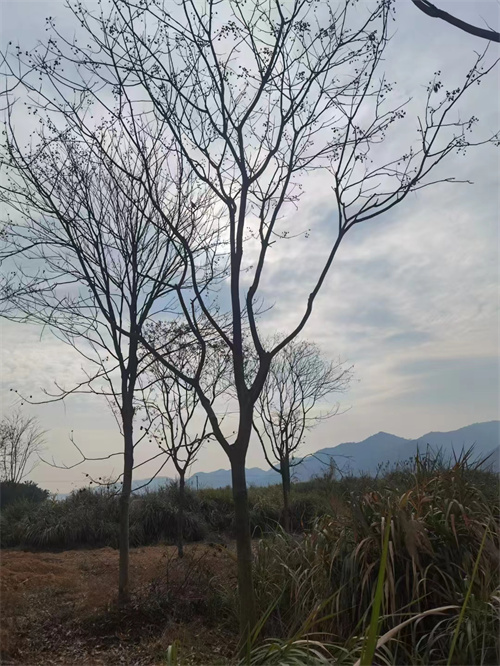 九江工程苗木用无患子供应基地哪家好