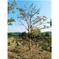 九江工程绿化用无患子供应基地在哪里