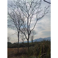 九江工程苗木用无患子销售电话多少