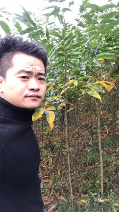九江乡镇绿化用无患子成品苗一颗多少钱