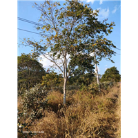 九江别墅观赏用无患子基地哪里有