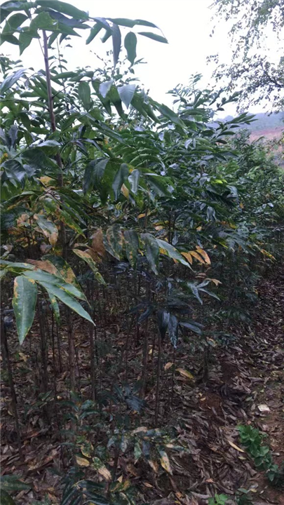 九江校园绿化用无患子小苗多少钱