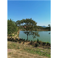 九江别墅观赏用无患子供应基地在哪里