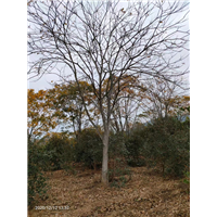 九江乡镇绿化用无患子基地位置在哪