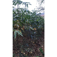 九江校园绿化用无患子小苗多少钱