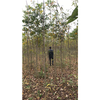 九江园林绿化用无患子出售基地在哪里