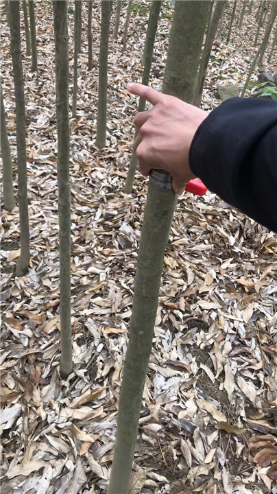 九江别墅观赏用无患子批发电话多少