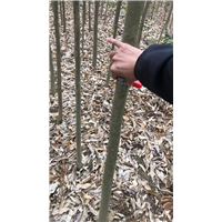 九江别墅观赏用无患子批发电话多少