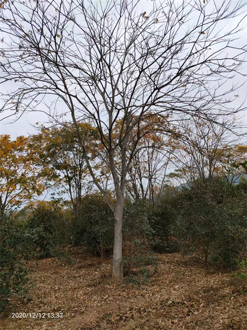 九江市政苗木用无患子小苗哪家口碑好