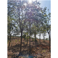 九江庭院美观用无患子哪个基地好