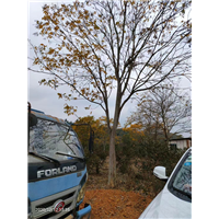九江庭院美观用无患子基地位置在哪