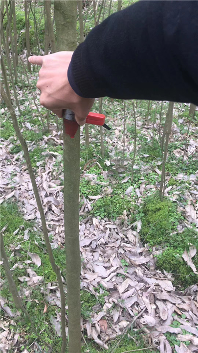 九江植树造林用无患子供应基地在哪里