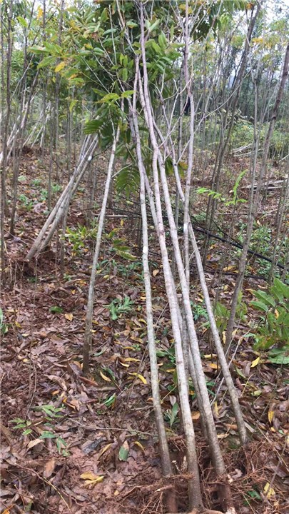 九江市政苗木用无患子基地哪家质量好点